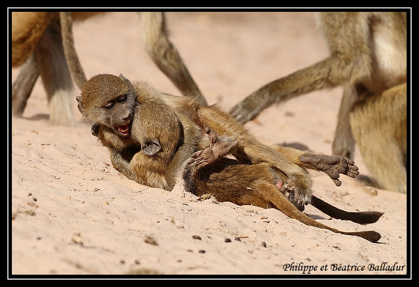 Baboon's life Babouin_05