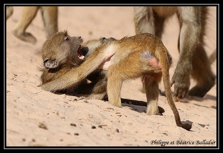 Baboon's life Babouin_06