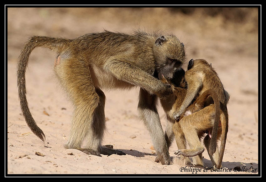 Baboon's life Babouin_09