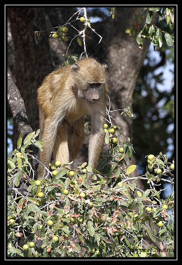 Baboon's life Babouin_10
