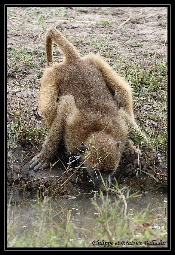 Baboon's life Babouin_15