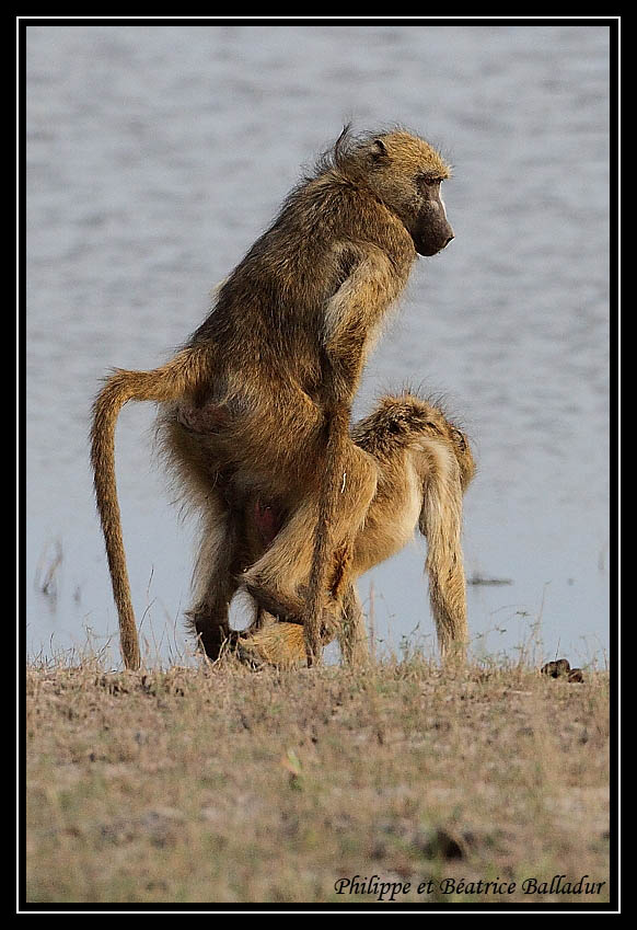 Baboon's life Babouin_18