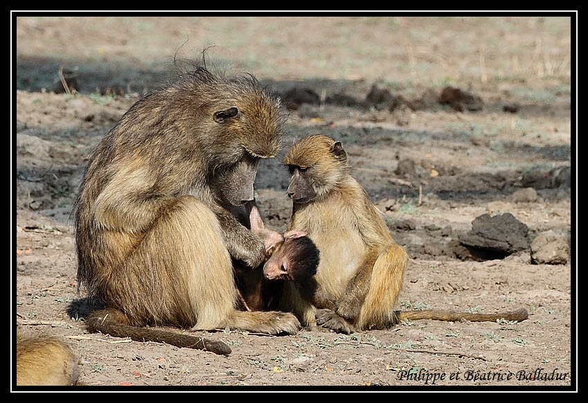 Baboon's life Babouin_20