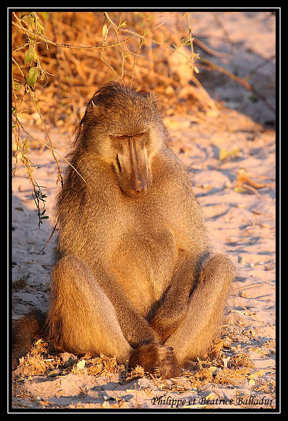 Baboon's life Babouin_25