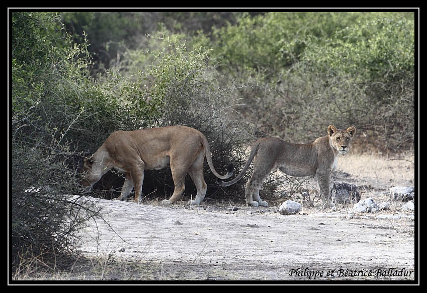 Les lions du Botswana... Lion_05