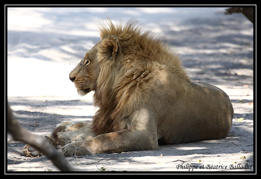 Les lions du Botswana... Lion_06
