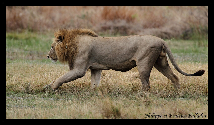 Les lions du Botswana... Lion_17