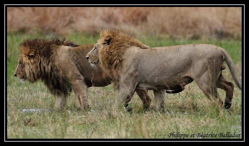 Les lions du Botswana... Lion_19