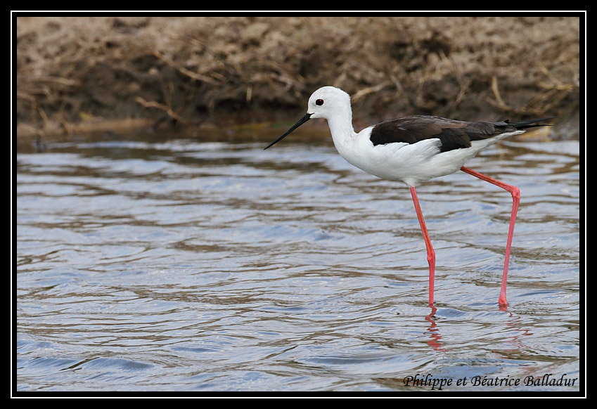 L'Echasse blanche Echasse_blanche_02