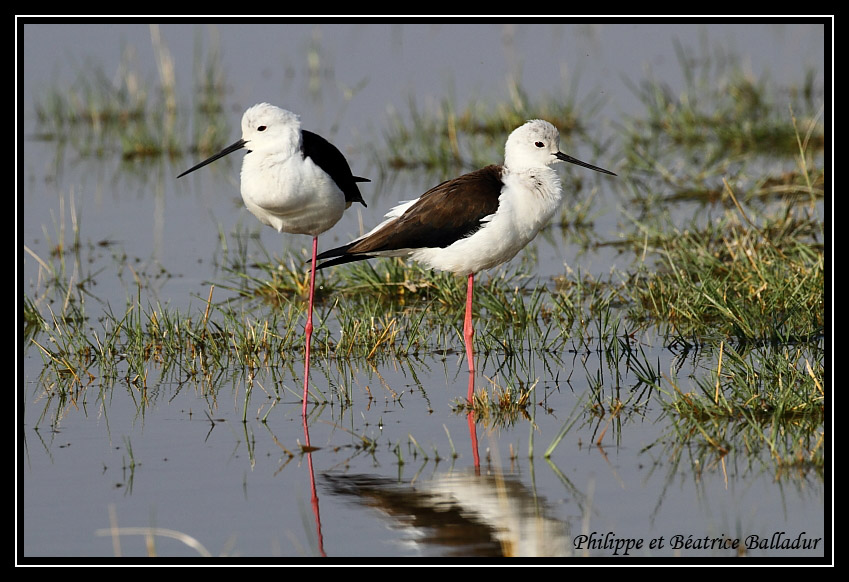L'Echasse blanche Echasse_blanche_06