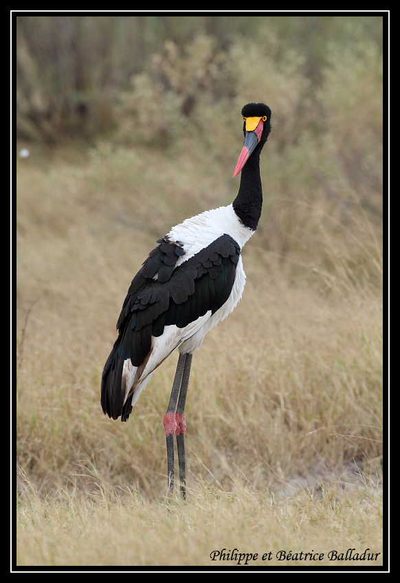 Le Jabiru d'Afrique Jabiru_04