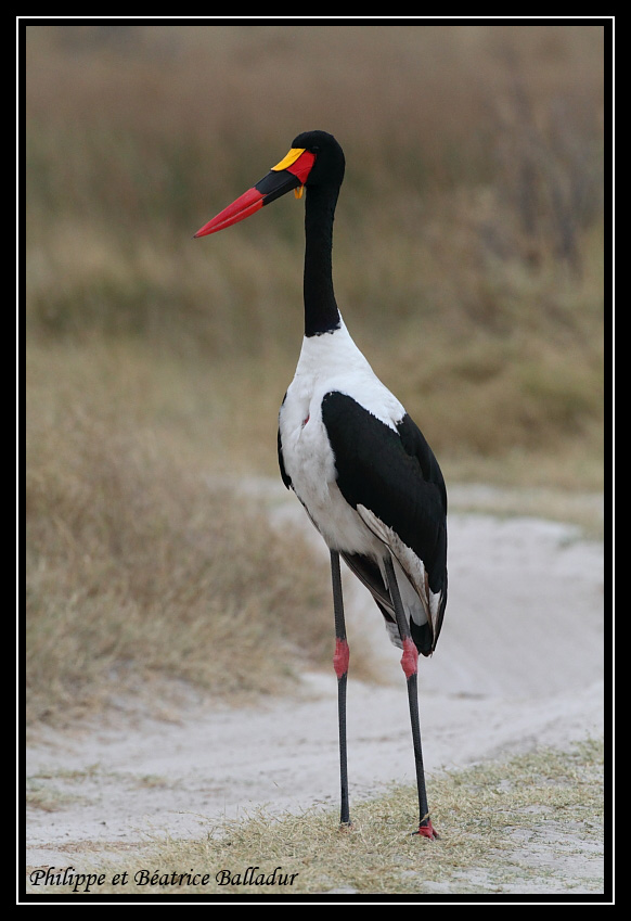 Le Jabiru d'Afrique Jabiru_05