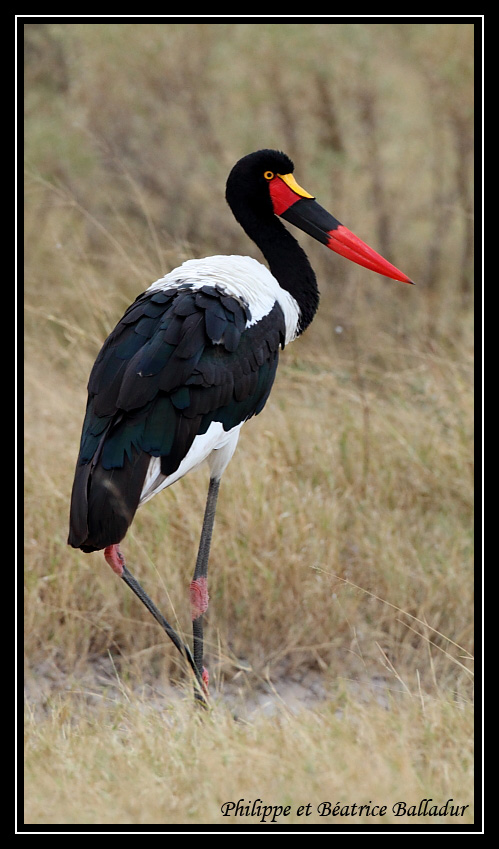 Le Jabiru d'Afrique Jabiru_06