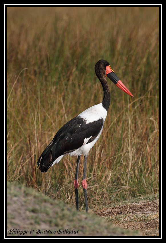 Le Jabiru d'Afrique Jabiru_07