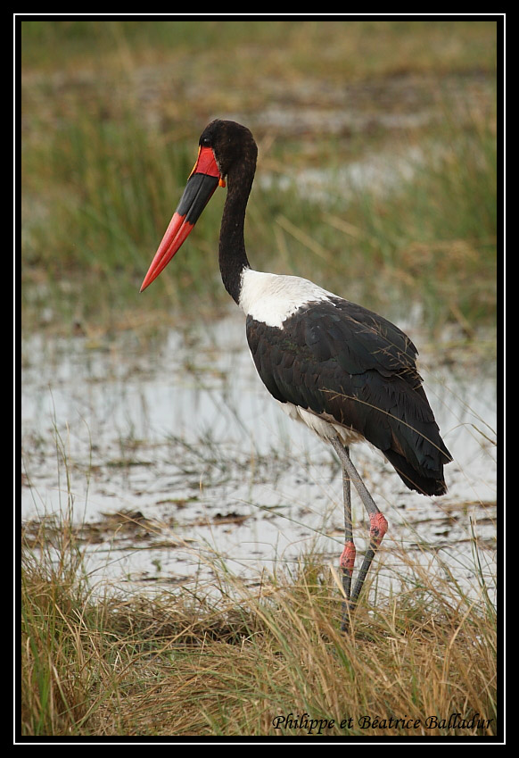 Le Jabiru d'Afrique Jabiru_09