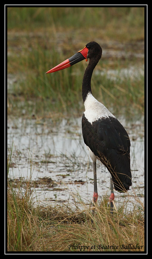 Le Jabiru d'Afrique Jabiru_10