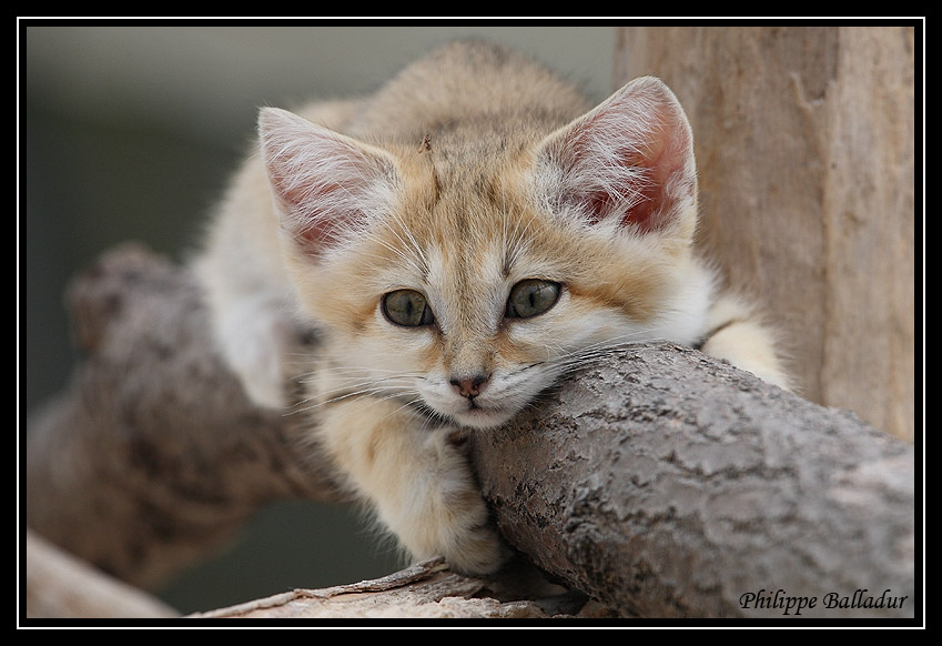 Des chatons pour LN... et les autres... Chat_sables_02