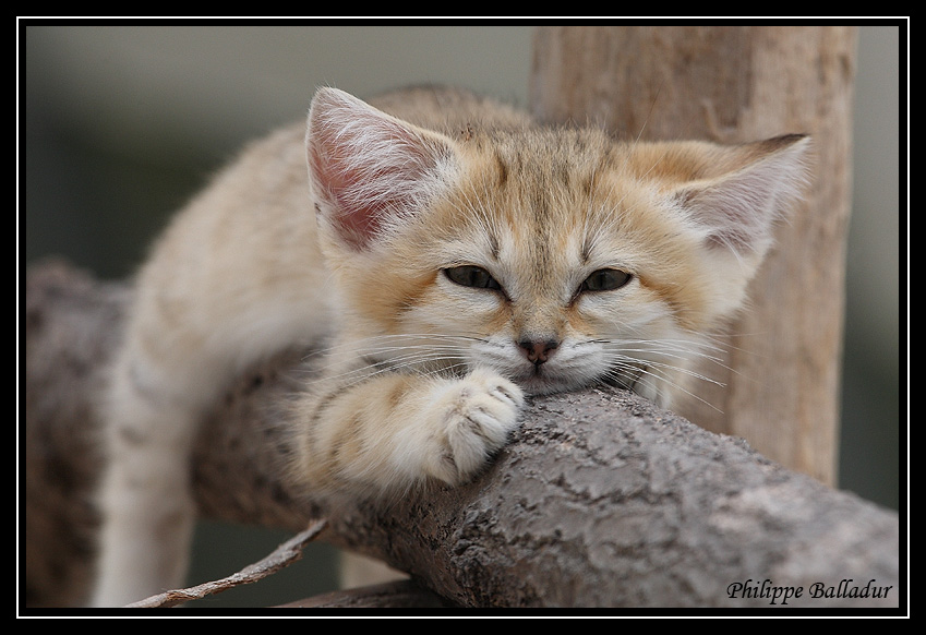 Des chatons pour LN... et les autres... Chat_sables_03