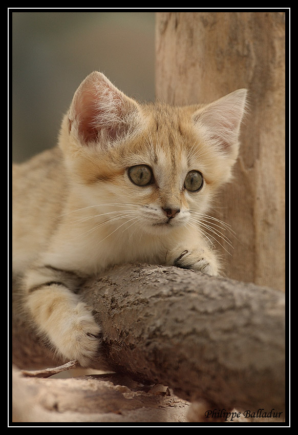 Des chatons pour LN... et les autres... Chat_sables_04