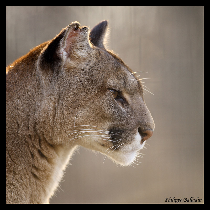 le fil à félins Puma_01
