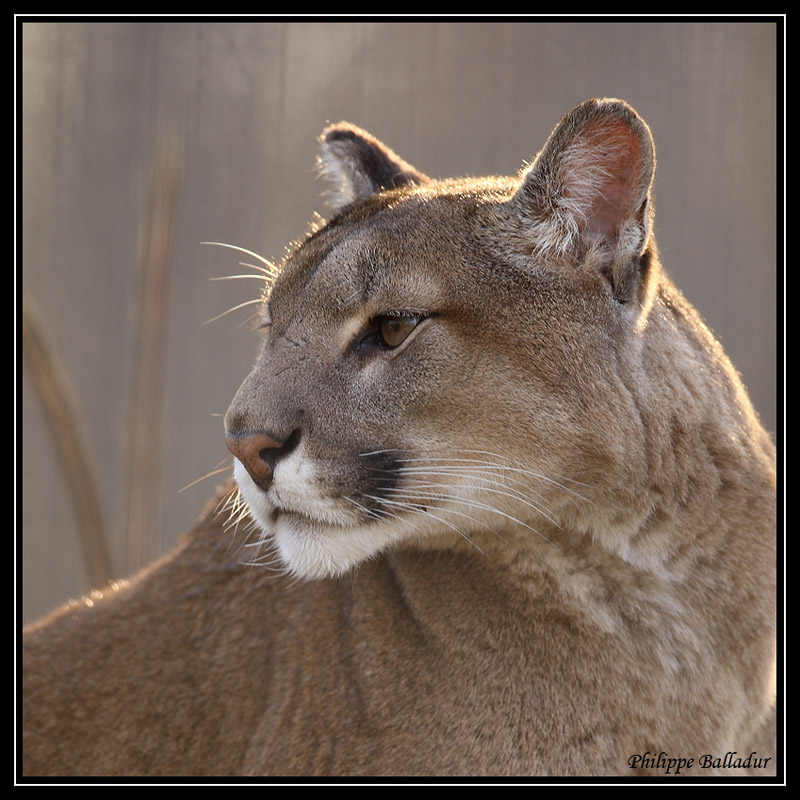 le fil à félins Puma_02