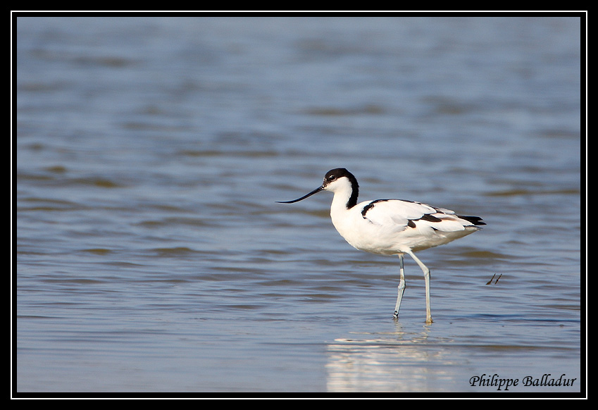 Pêche à pieds...euh... à pattes ! Avocette_Elegante_01