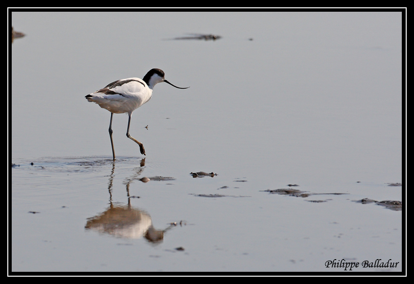 Pêche à pieds...euh... à pattes ! Avocette_Elegante_02