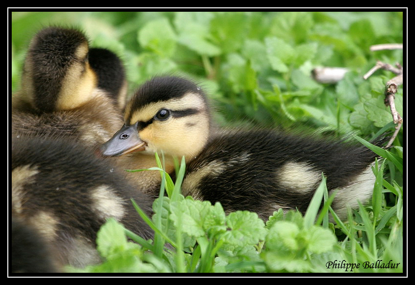 c'est la danse des c.nards !!! "version Techno" Canard_Colvert_06