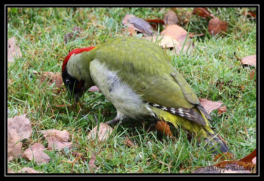 Le Pic vert de mon jardin... Pic_vert_05