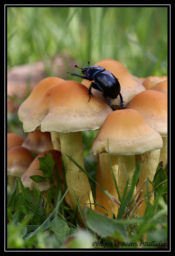 Champignons... moi aussi... Je peux ? Champignons_02